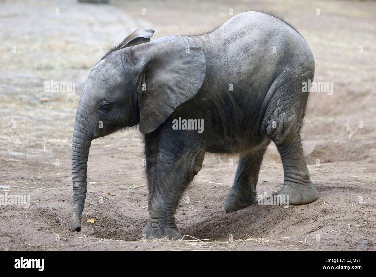 Asiatischer Elefant, Jungtier, Elephas maximus, Asian elephant, young ...