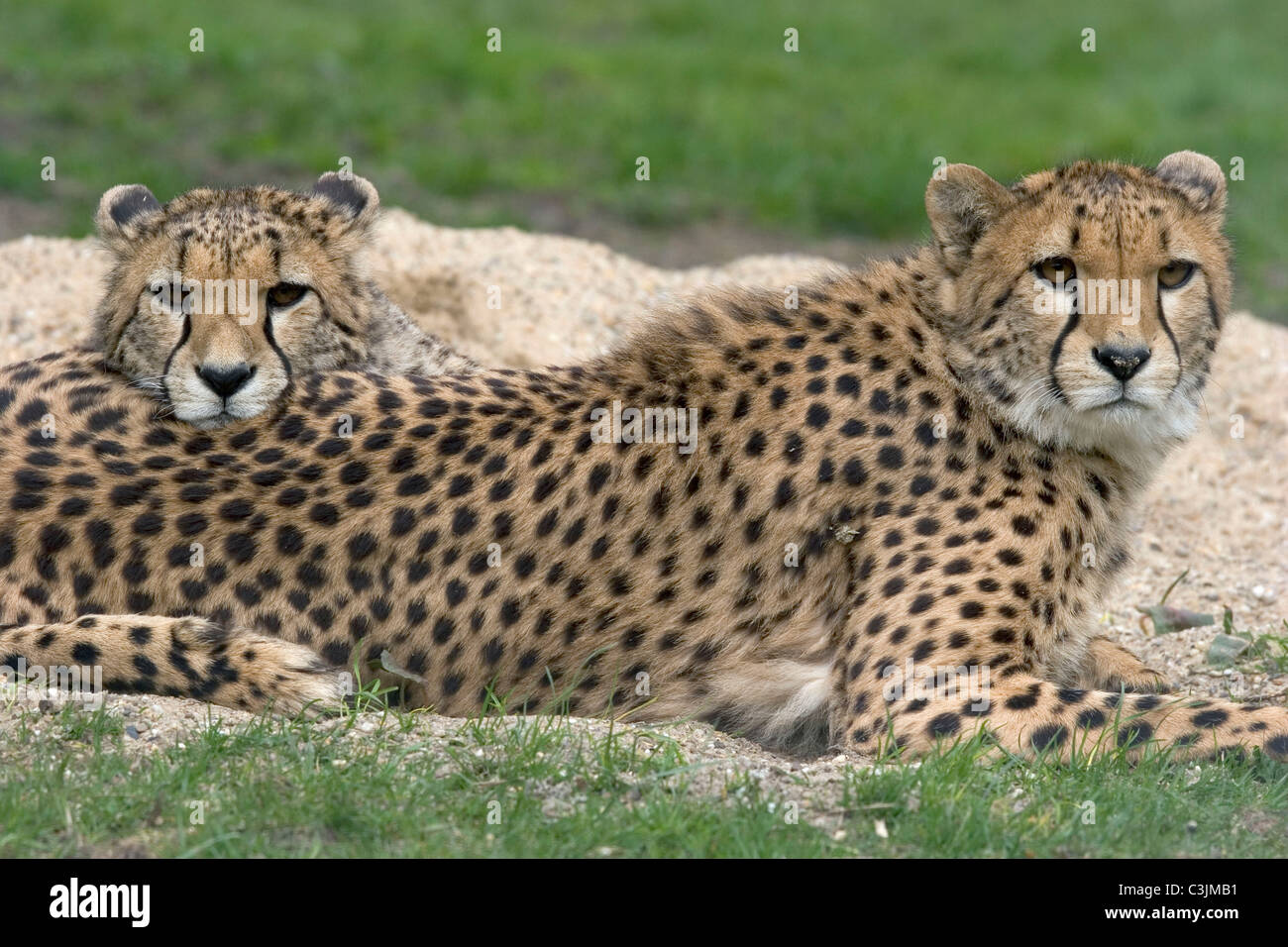 Geparde, Jagdleopard, Acinonyx jubatus, Cheetah Stock Photo