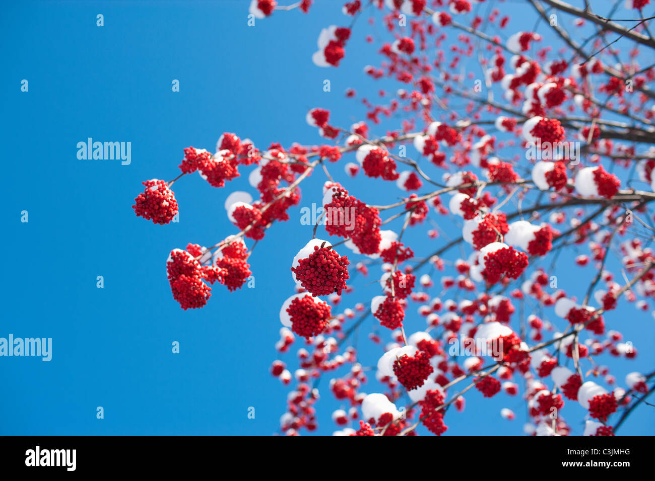 Rowan berries covered by snow Stock Photo