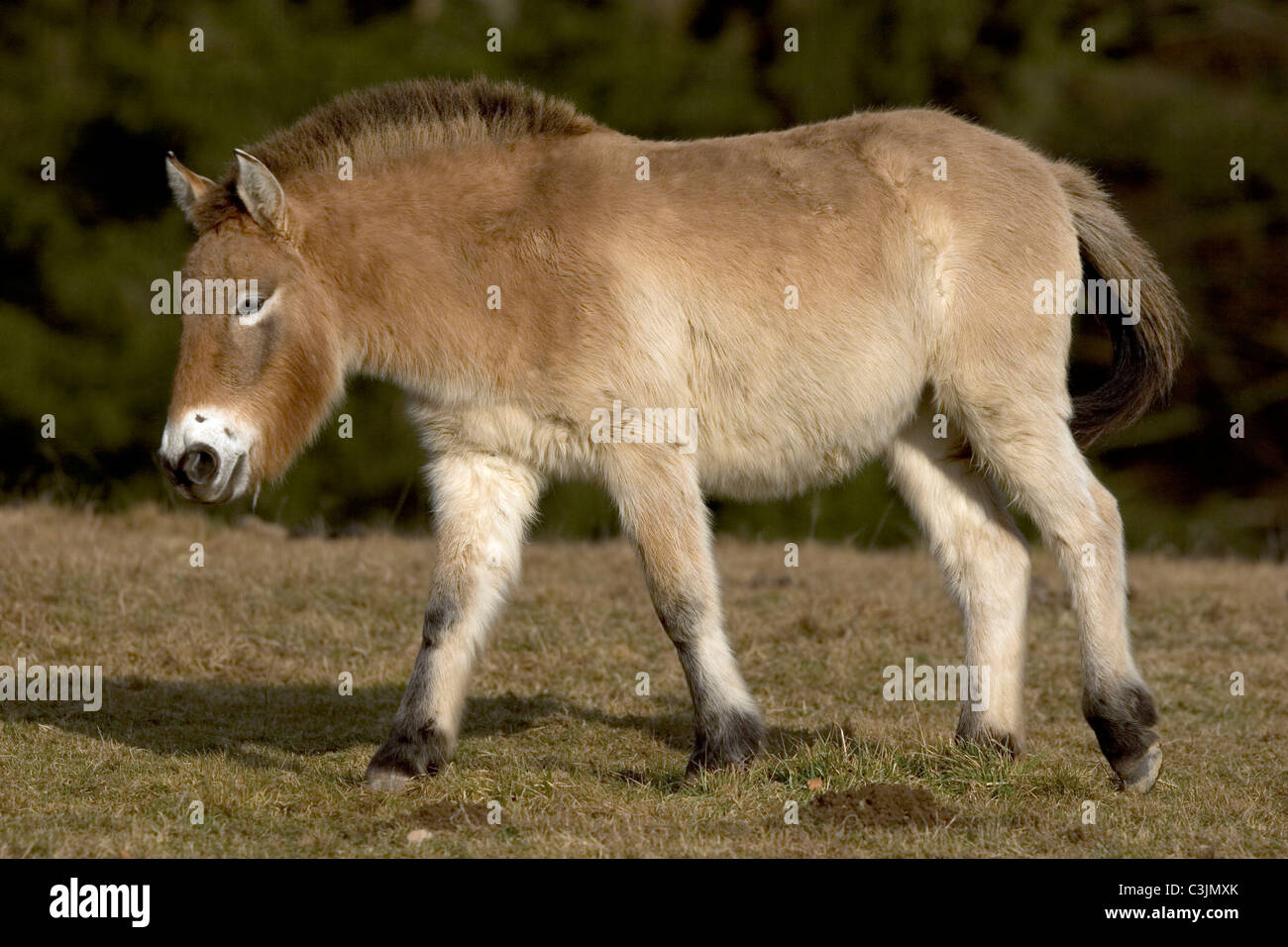 Przewalski Urwildpferd, Equus przewalskii, Przewalski's horse, Nationalpark Bayerischer Wald, Bavarian forest national park Stock Photo
