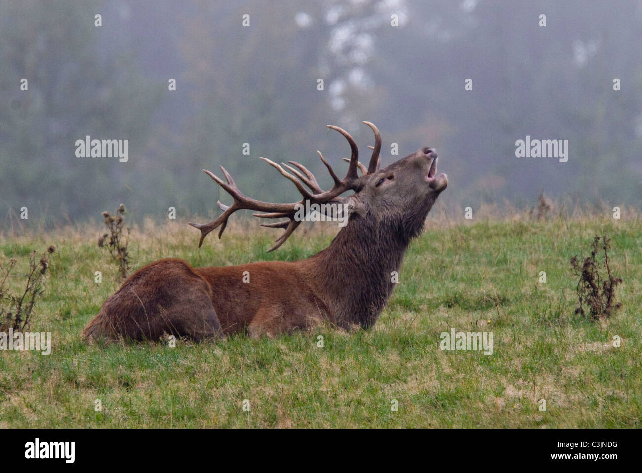 Rothirsch waehrend der Brunft, Cervus elaphus, Red deer, male, rutting Stock Photo