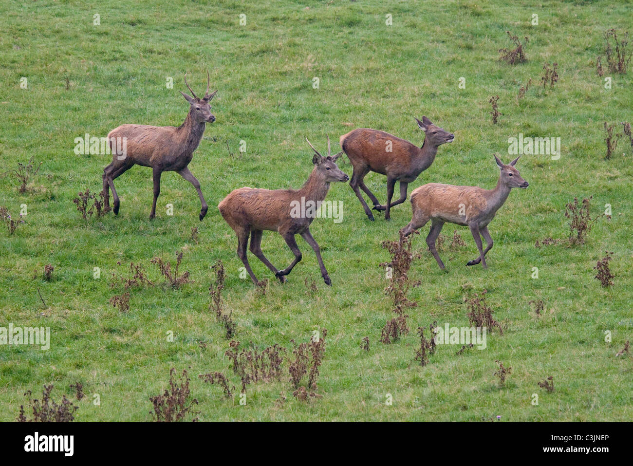 Rudel Rotwild, Cervus elaphus, Pack, Red deer Stock Photo