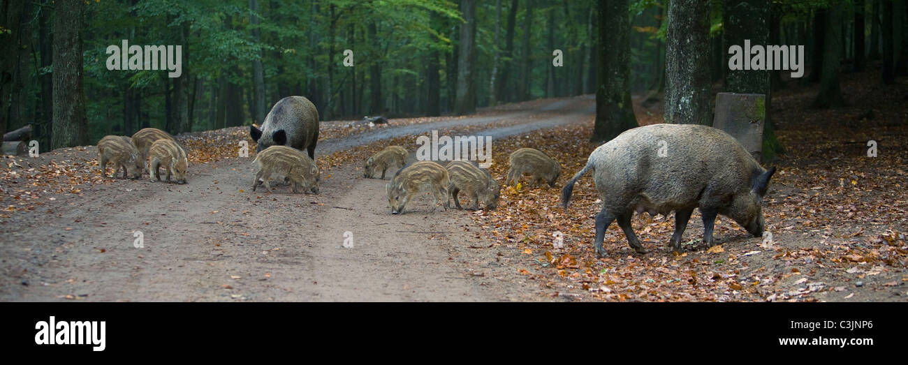 Wildscheine mit Frischlingen, Sus scrofa, Boa piglets Stock Photo