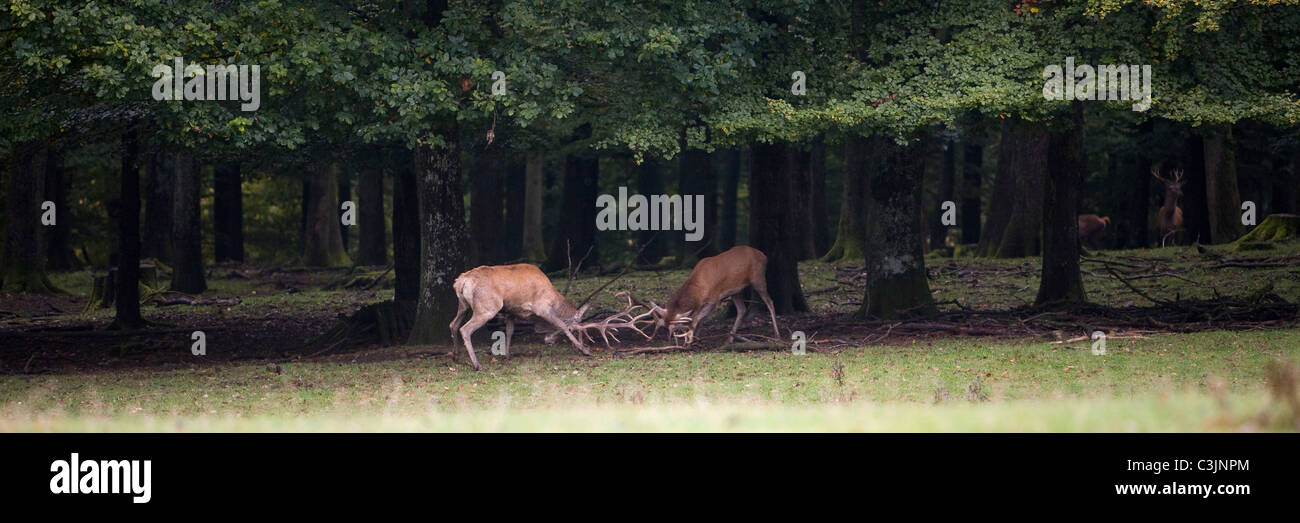 Rothirsche, kaempfen, Cervus elaphus, Red deer, fighting Stock Photo