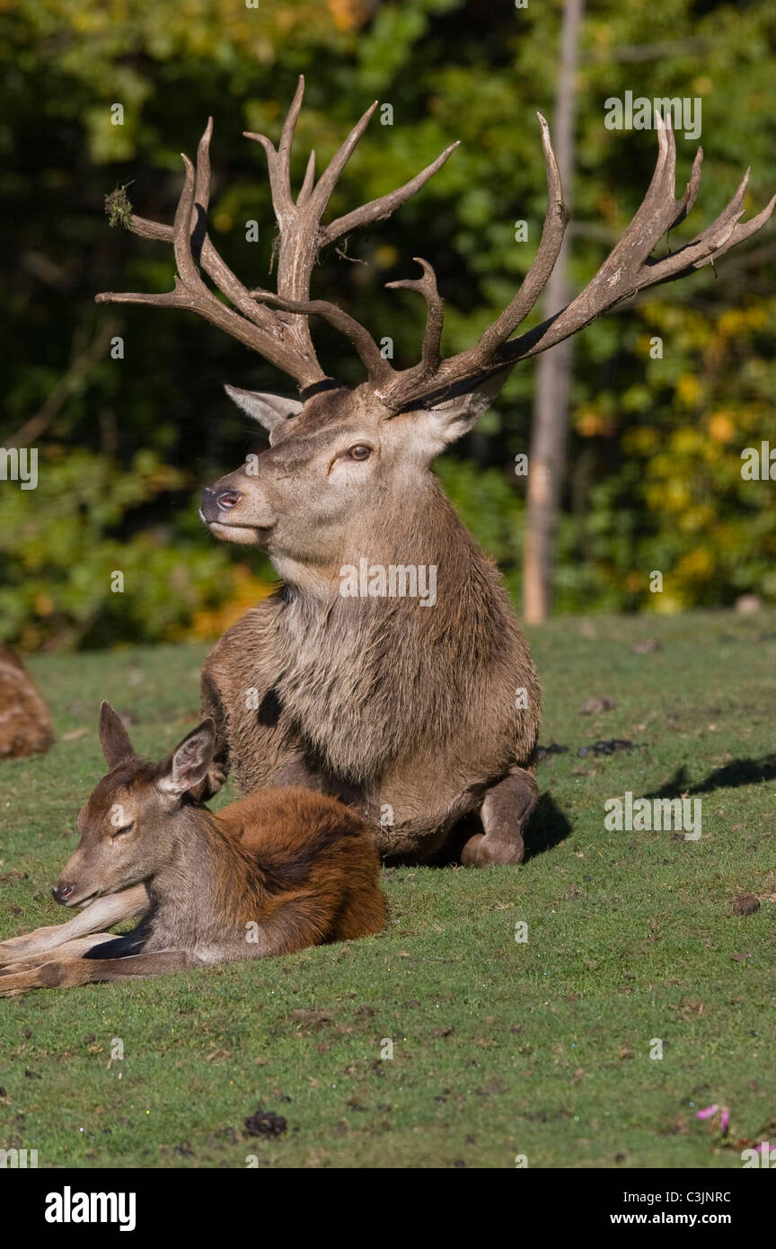 Rothirsch mit Jungtier, Red deer with cub Stock Photo