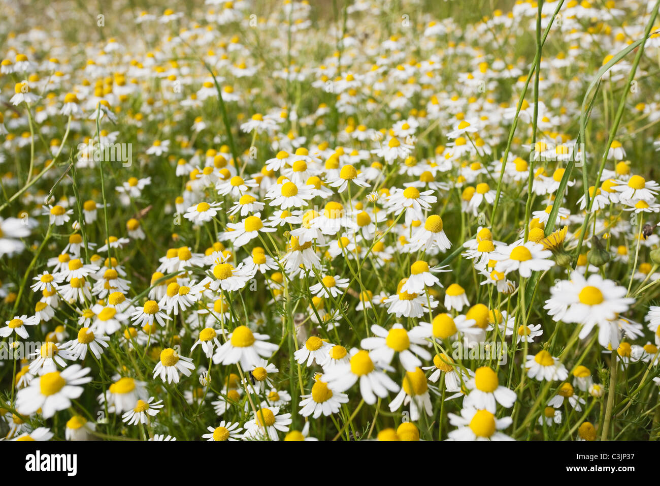 Germany, Cologne, View of matricaria chamomilla field Stock Photo - Alamy