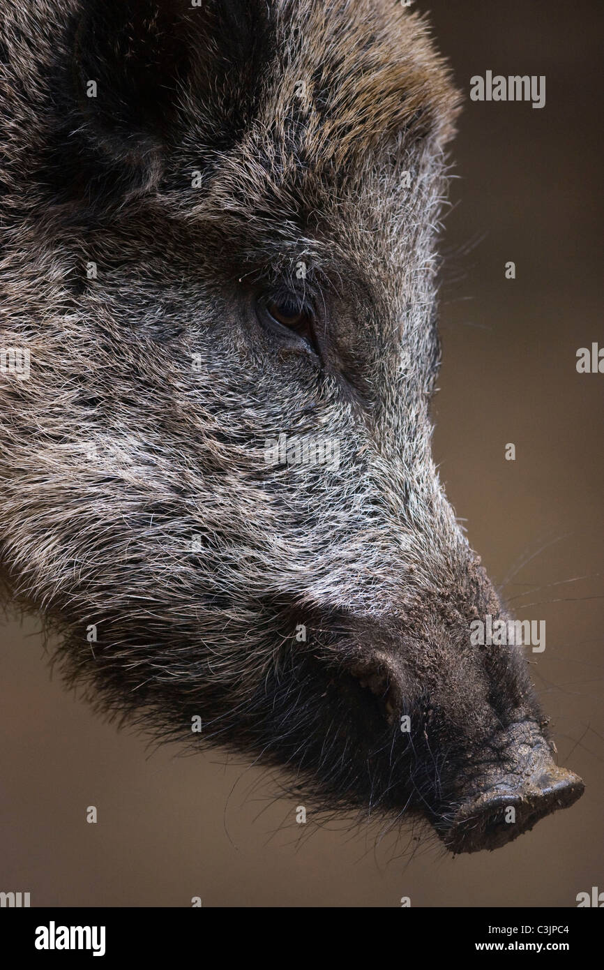 Wildschwein, Detail, Kopf, seitlich, Sus srofa, Wild boar, head, lateral Stock Photo