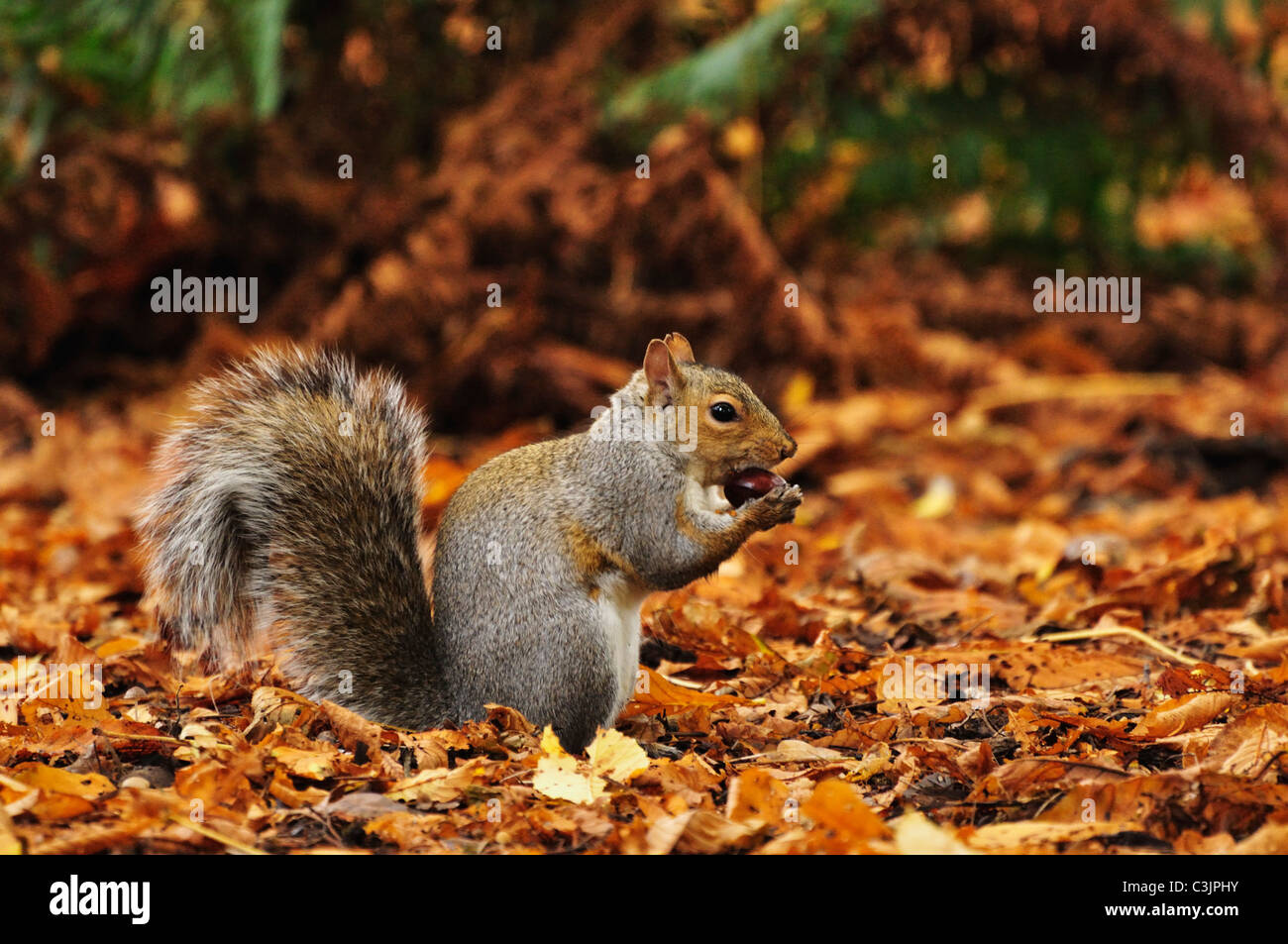 Victoria canada beacon hill park hi-res stock photography and images ...