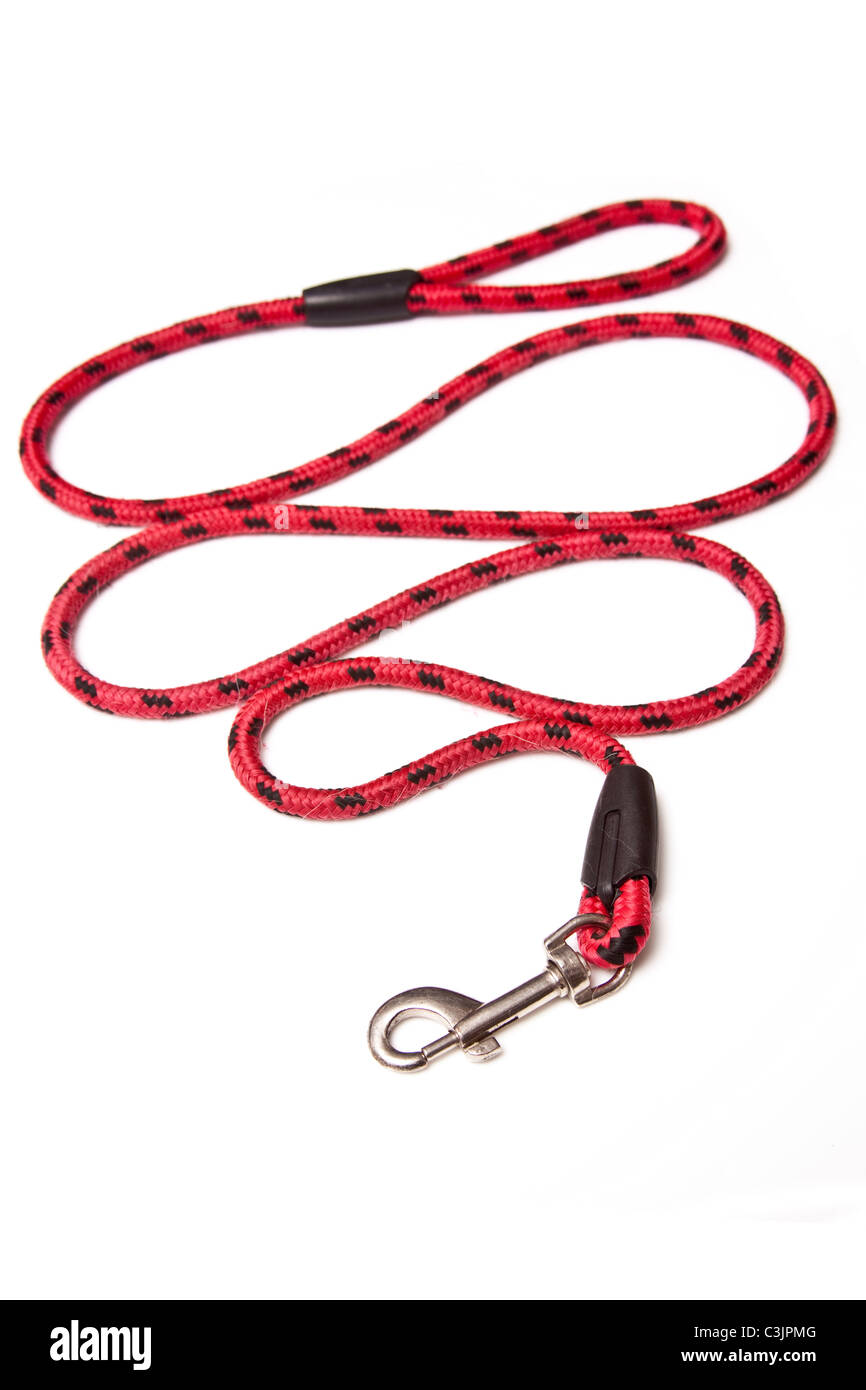 Dog Lead isolated on a white studio background Stock Photo Alamy