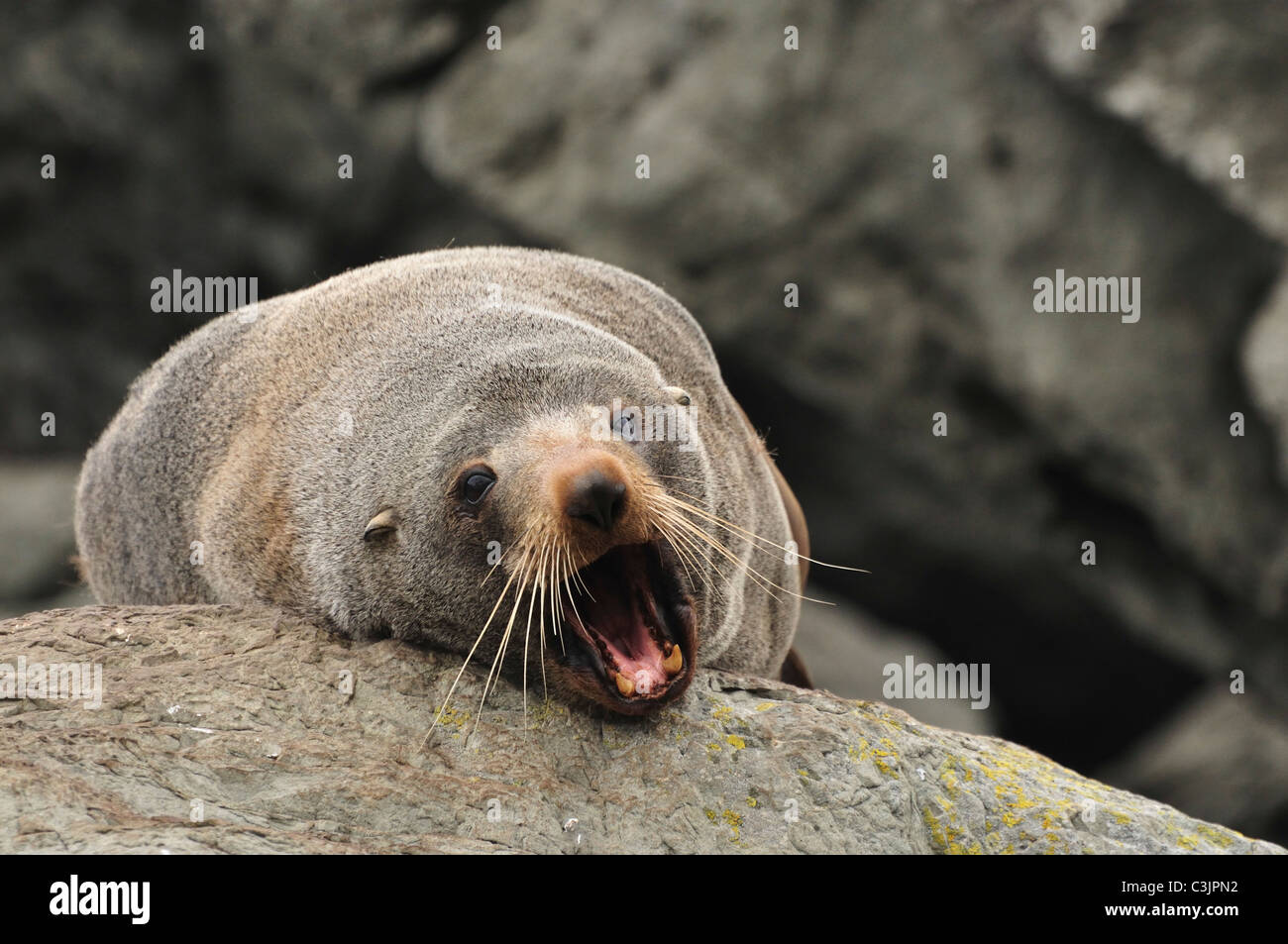 New Zealand, South Island, Canterbury, Fur seal resting on rock Stock