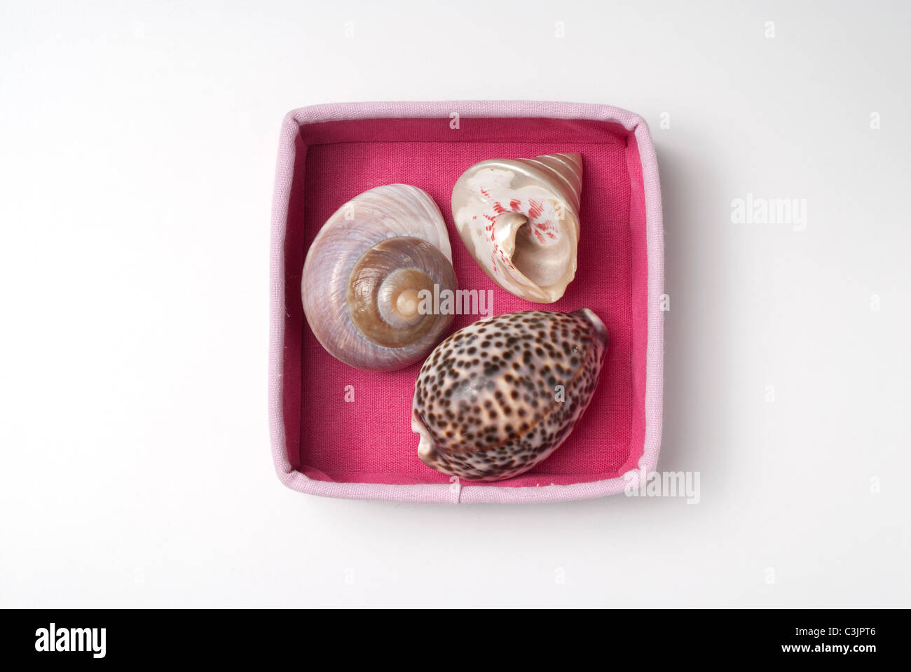 Sea shells framed in a pink box Stock Photo