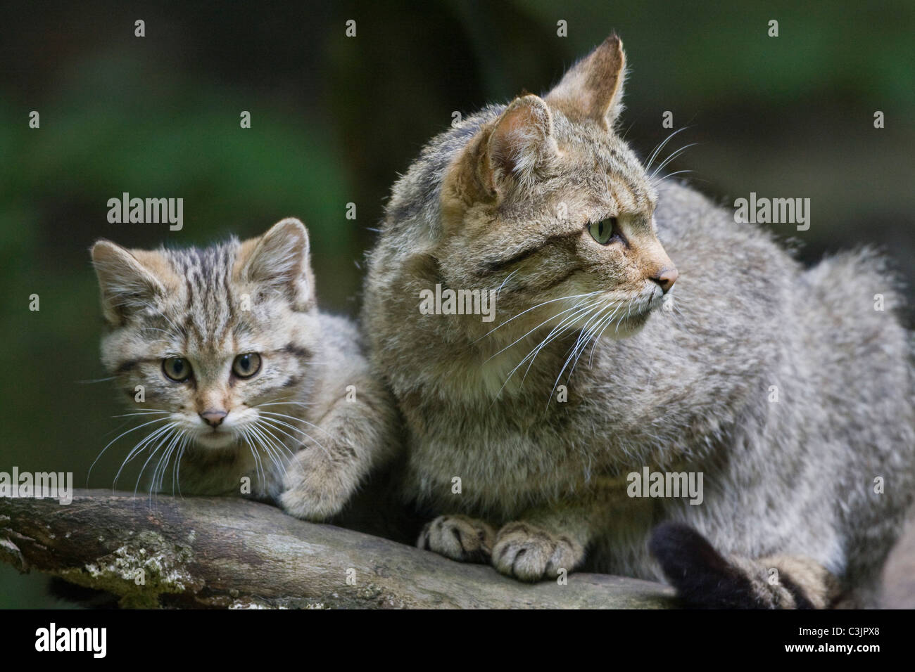 Wildkatze, mit Jungtier, Felis silvestris, Wild Cat, with young, NP Bayerischer Wald, Bavarian Forest National Park Stock Photo