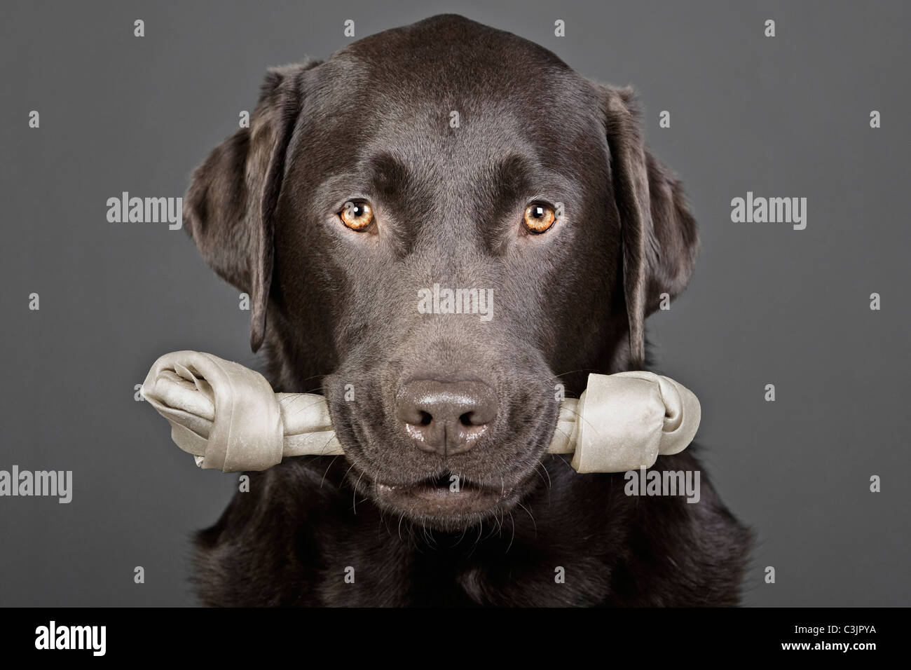 Studio portrait of chocolate labrador carrying bone in mouth Stock Photo