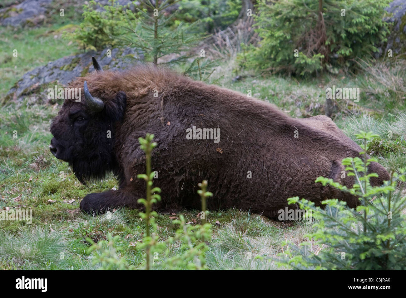 Wisent, Bison bonasus, NP Bayerischer Wald, Bavarian forest national park Stock Photo