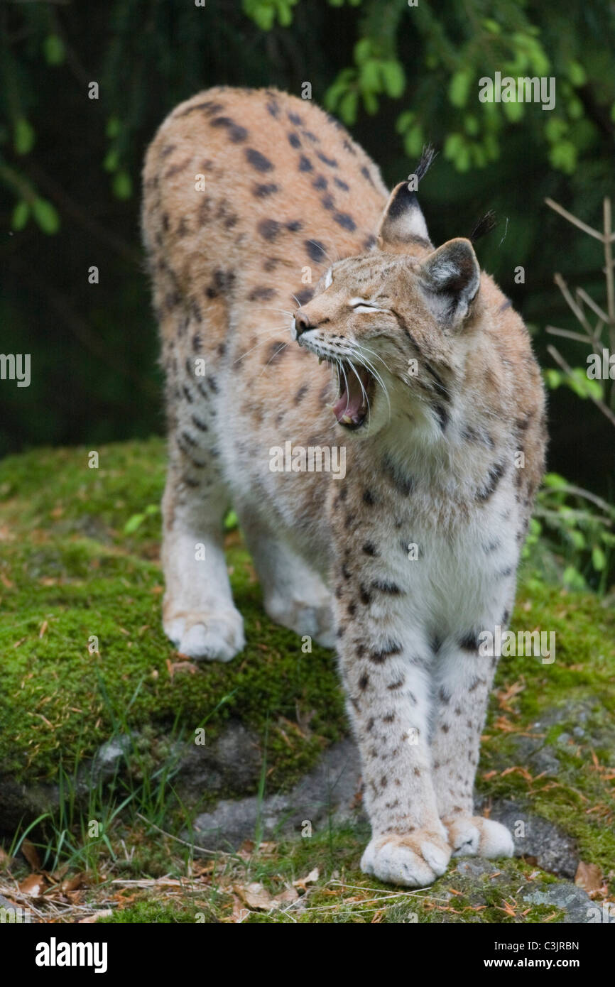 Luchs, Felis lynx, Lynx, NP Bayerischer Wald, Bavarian Forest National Park Stock Photo
