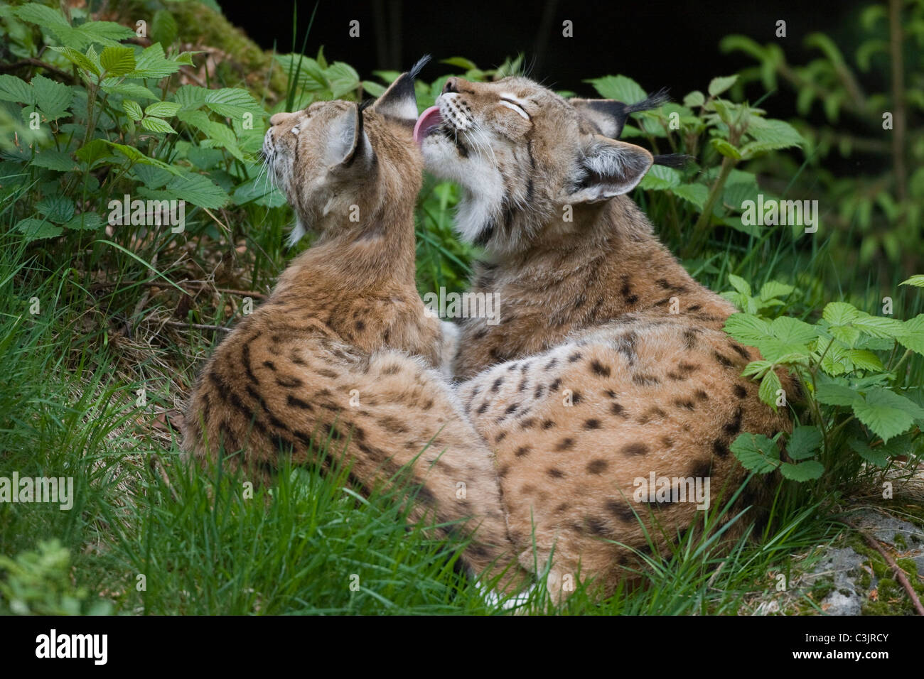 Luchs mit ein jaehrigem Jungtier, Felis lynx, Lyx with one year old young, NP Bayerischer Wald, Bavarian forest national park Stock Photo