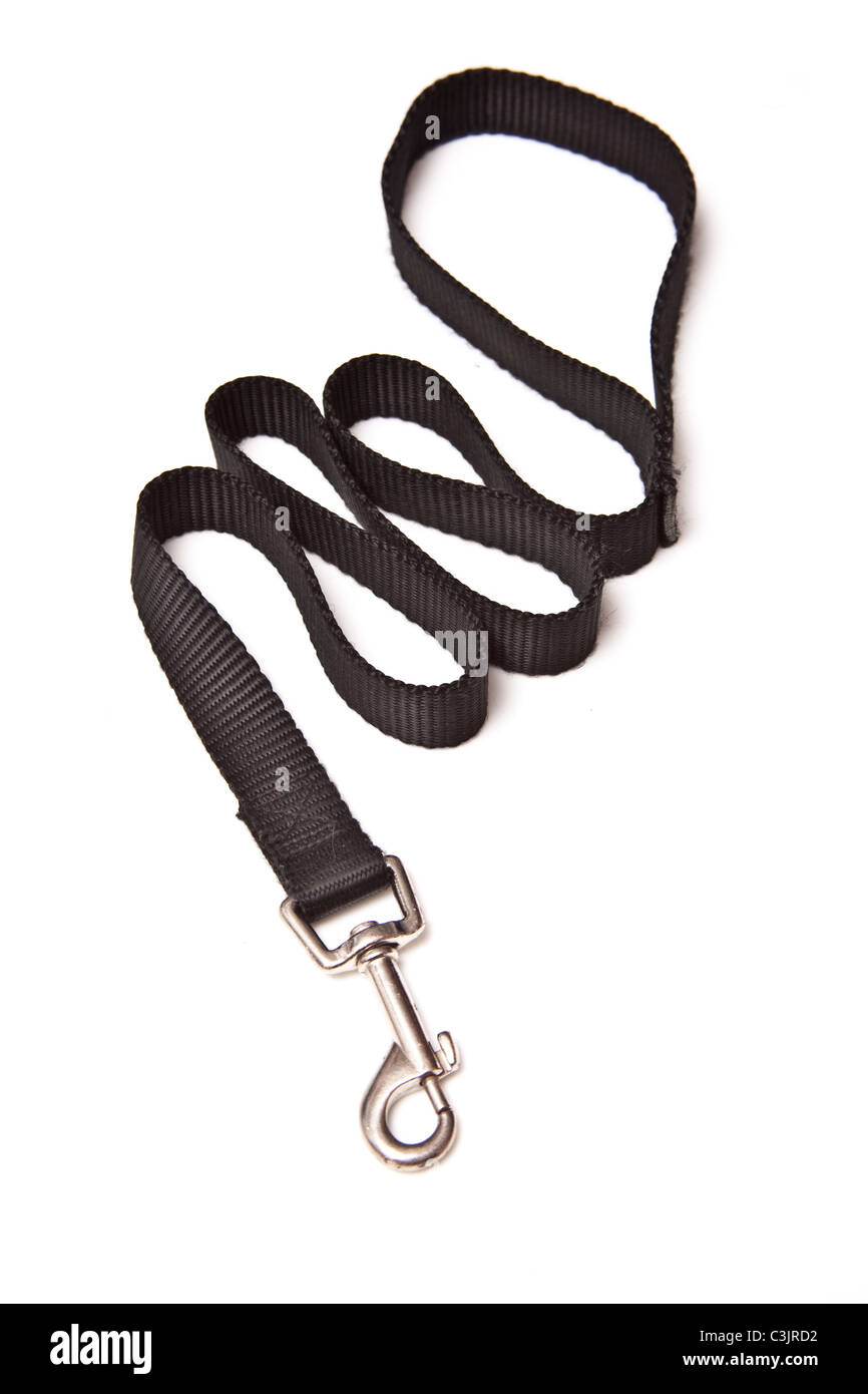 Dog Lead isolated on a white studio background Stock Photo - Alamy