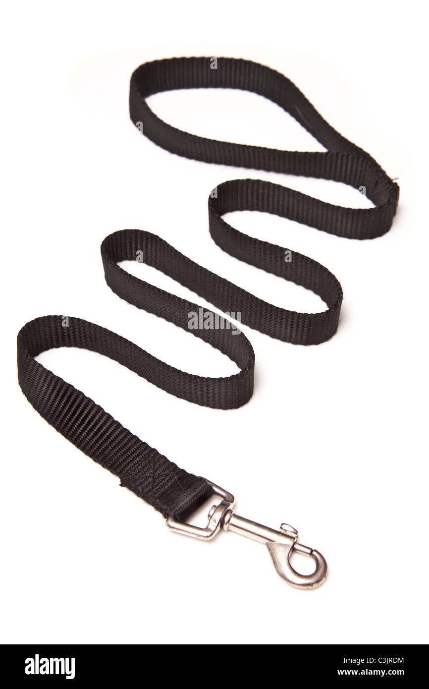 Dog Lead isolated on a white studio background Stock Photo Alamy