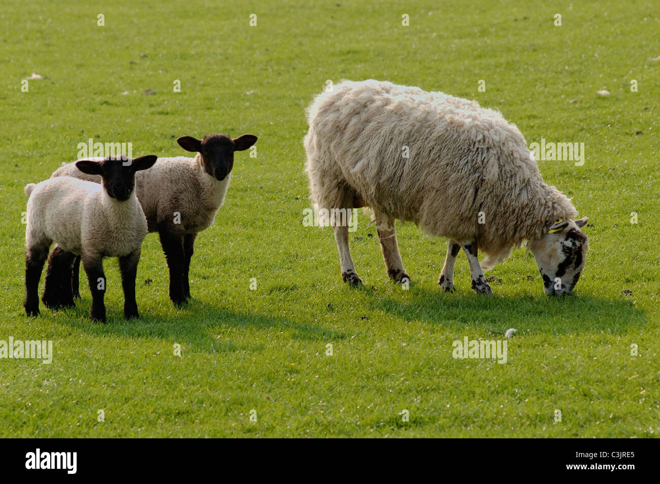 Lambs with mother in a field Stock Photo - Alamy
