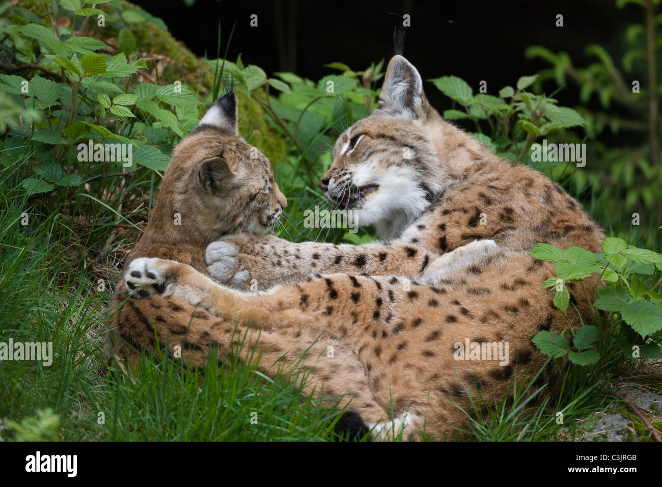 Luchs mit ein jaehrigem Jungtier, Felis lynx, Lyx with one year old young, NP Bayerischer Wald, Bavarian forest national park Stock Photo