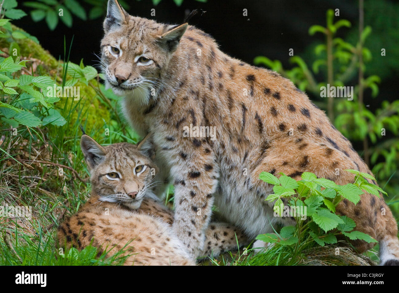 Luchs mit ein jaehrigem Jungtier, Felis lynx, Lyx with one year old young, NP Bayerischer Wald, Bavarian forest national park Stock Photo