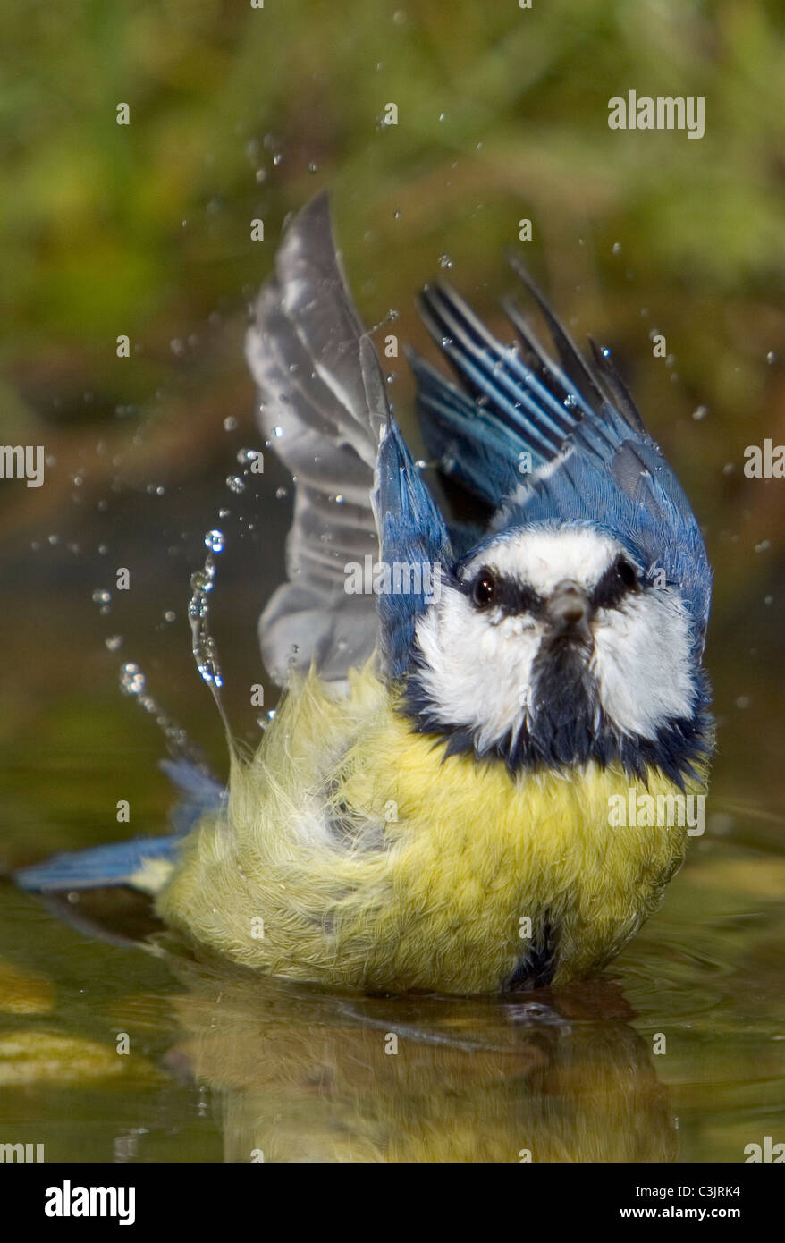 Blaumeise an der Badestelle, Parus caeruleus, Blue tit, bathing Stock Photo