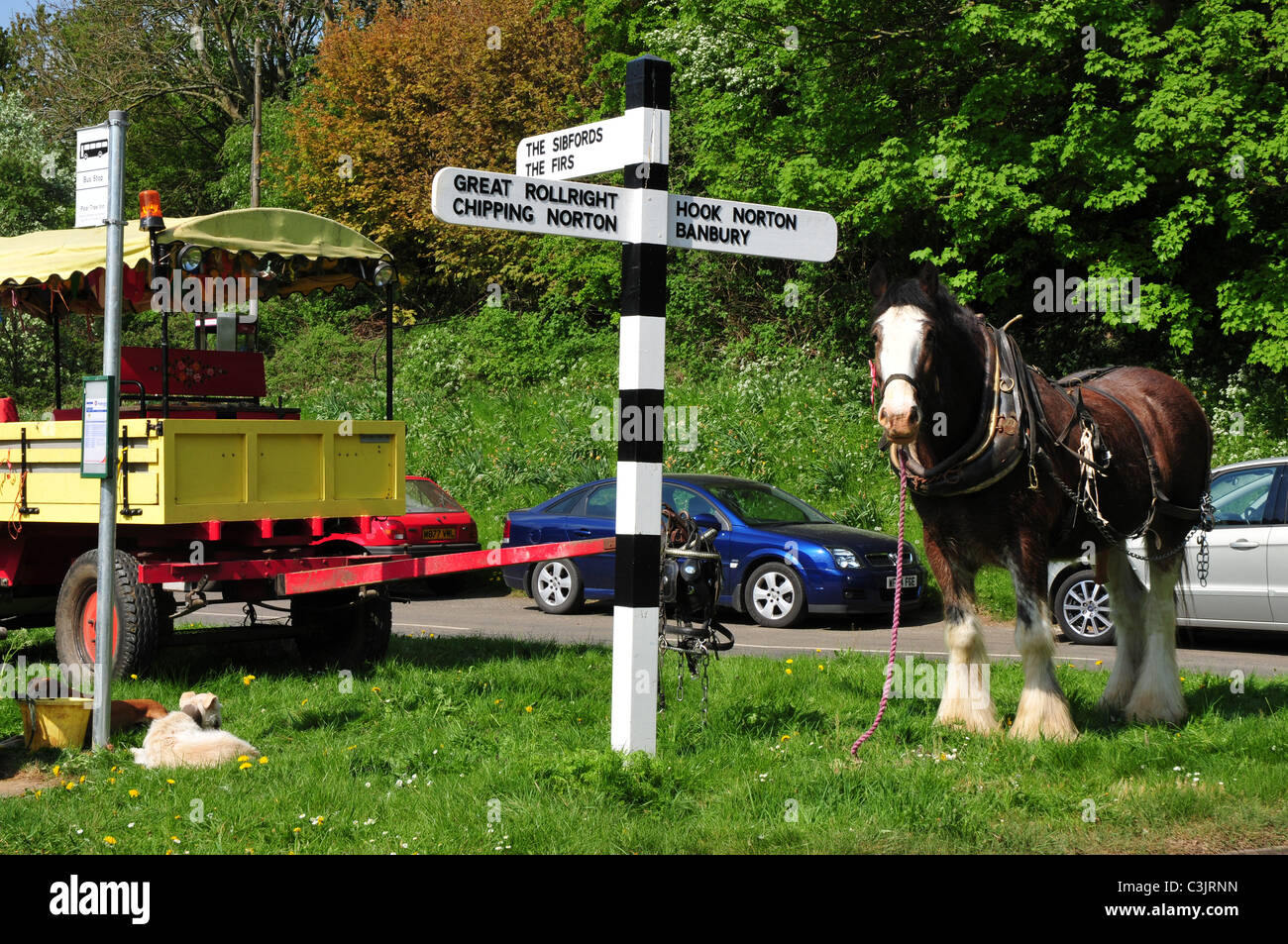 Shire horse in harness by bus stop, Hook Norton, Oxfordshire Stock Photo