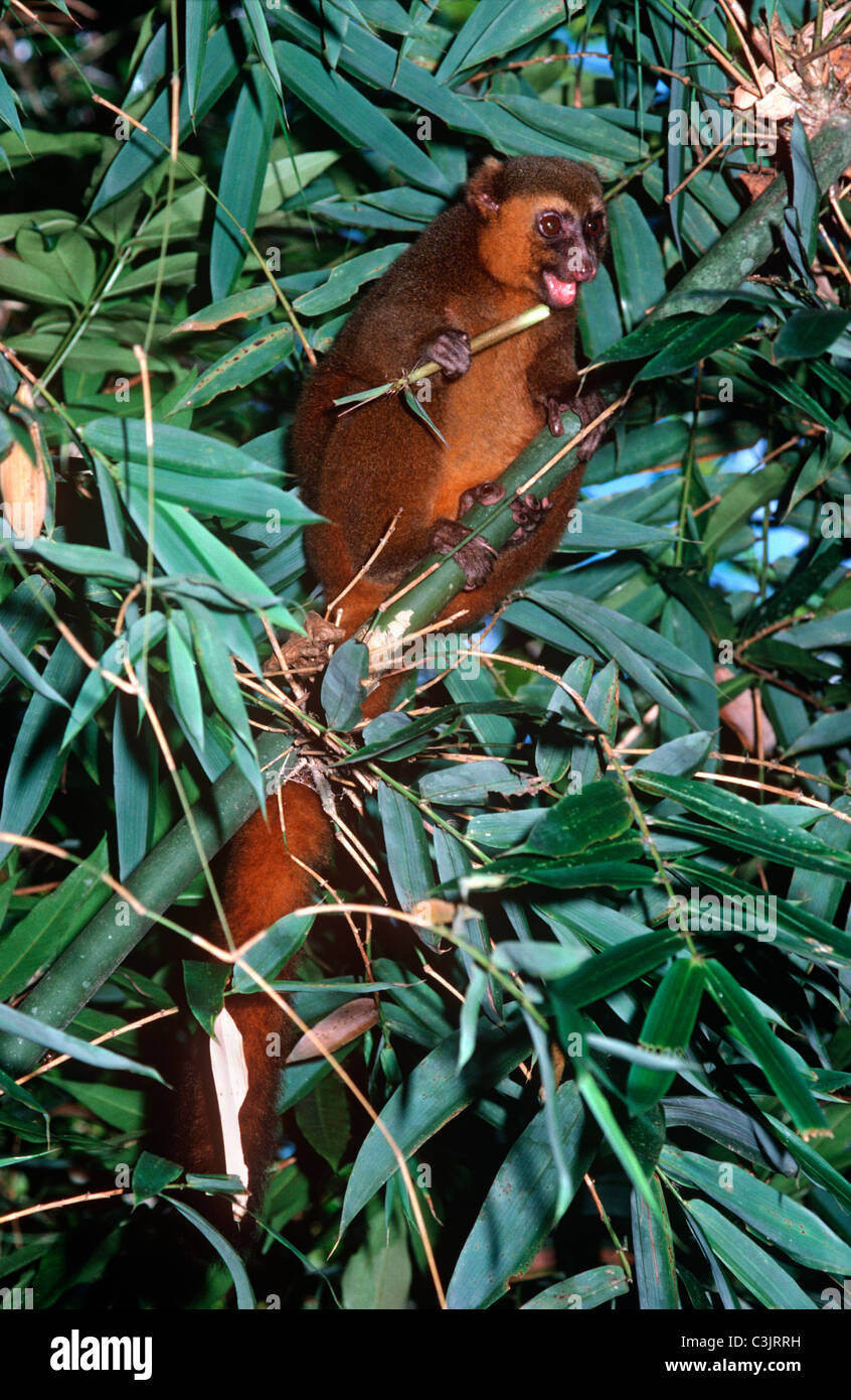 Golden bamboo lemur (Hapalemur aureus) male eating a poisonous (but not