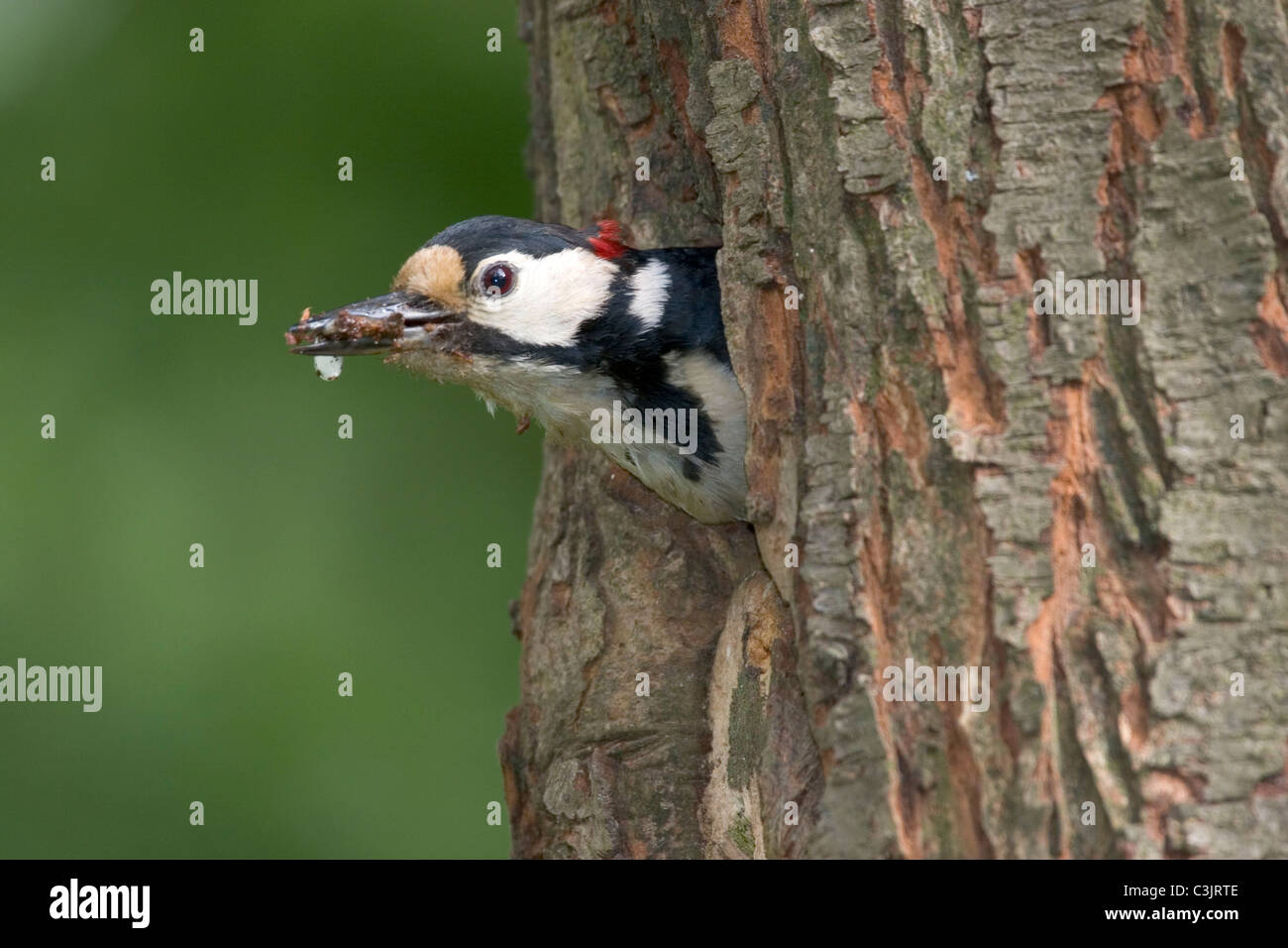 Buntspecht, Maennchen verlaesst mit Kot die Nisthoehle, Dendrocopos major, Great spotted woodpecker, male, cleaning, nest Stock Photo