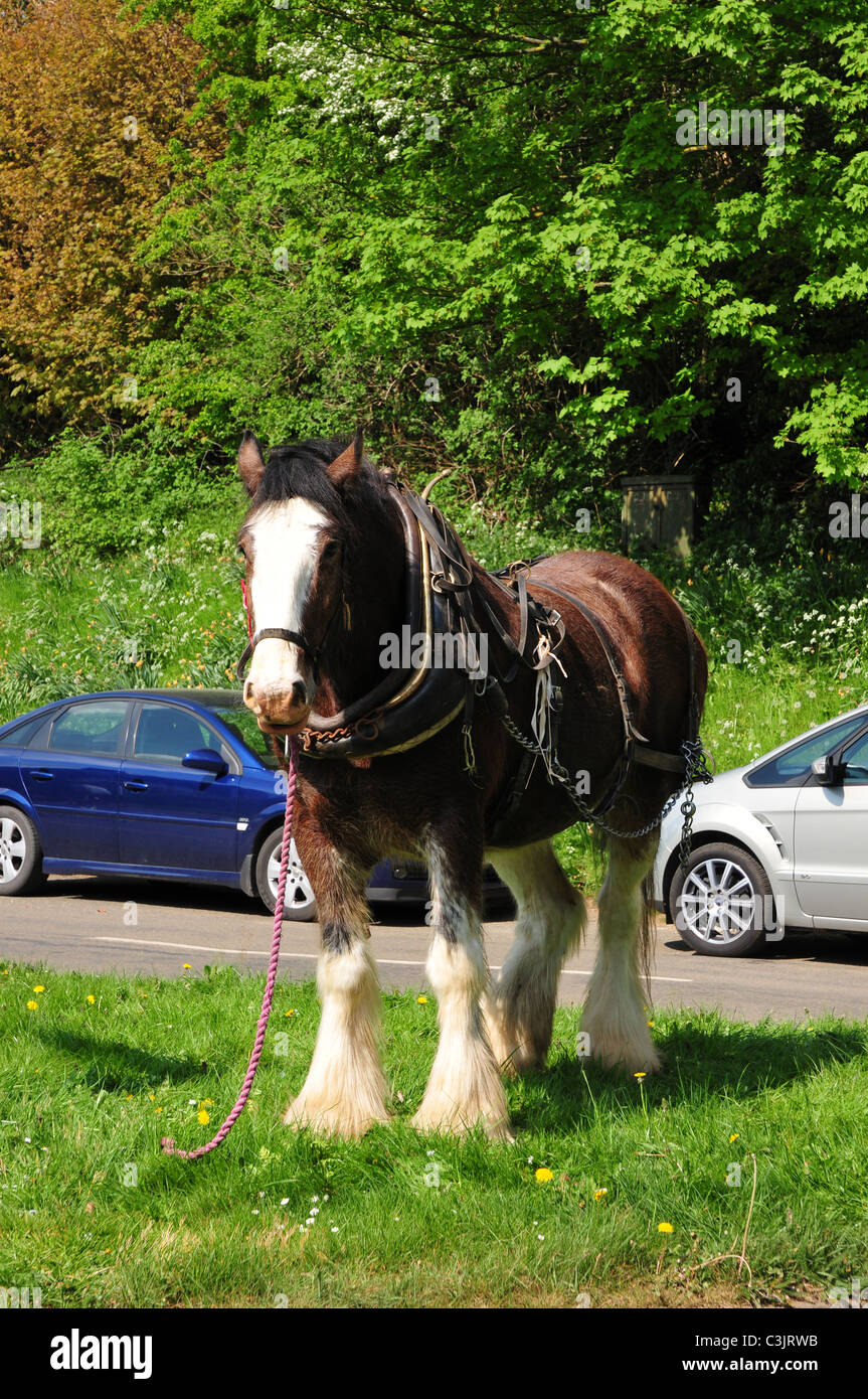 Shire horse in harness by bus stop, Hook Norton, Oxfordshire Stock Photo