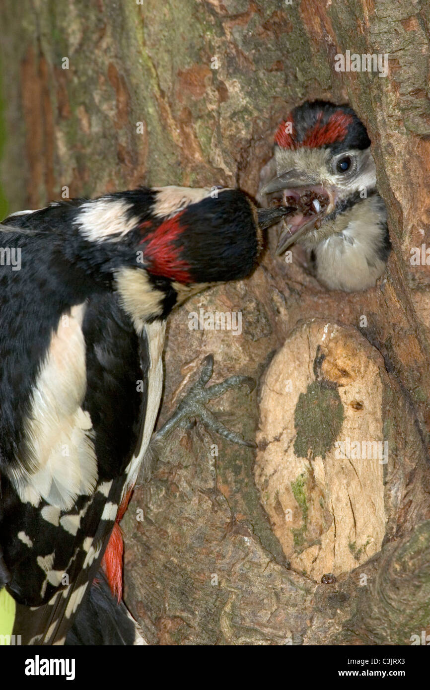 Buntspecht, Maennchen fuettert Jungvogel, Dendrocopos major, Great spotted woodpecker, male, feeding, young Stock Photo