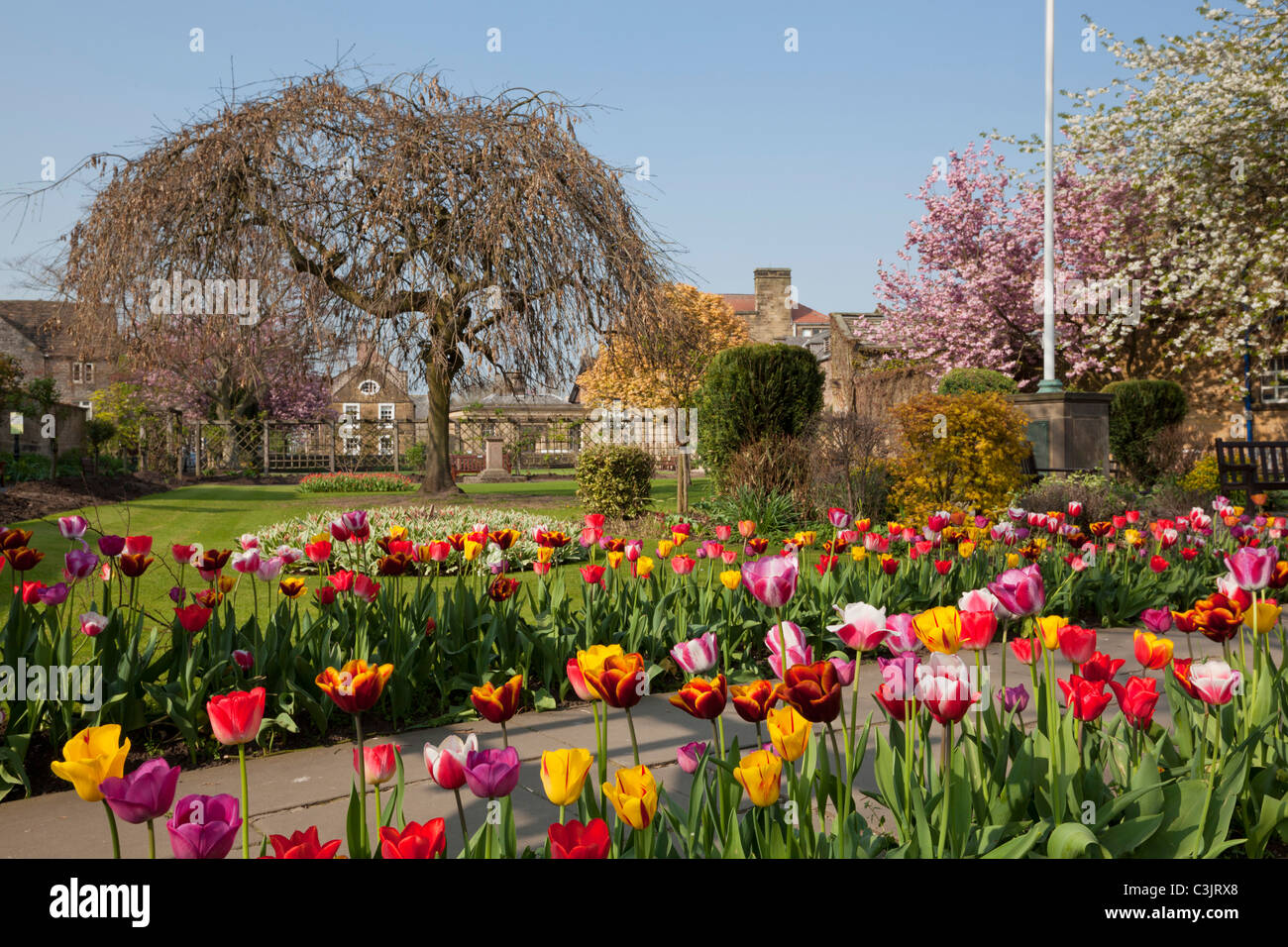 Bakewell Bath gardens Tulips in flower beds Derbyshire Peak District