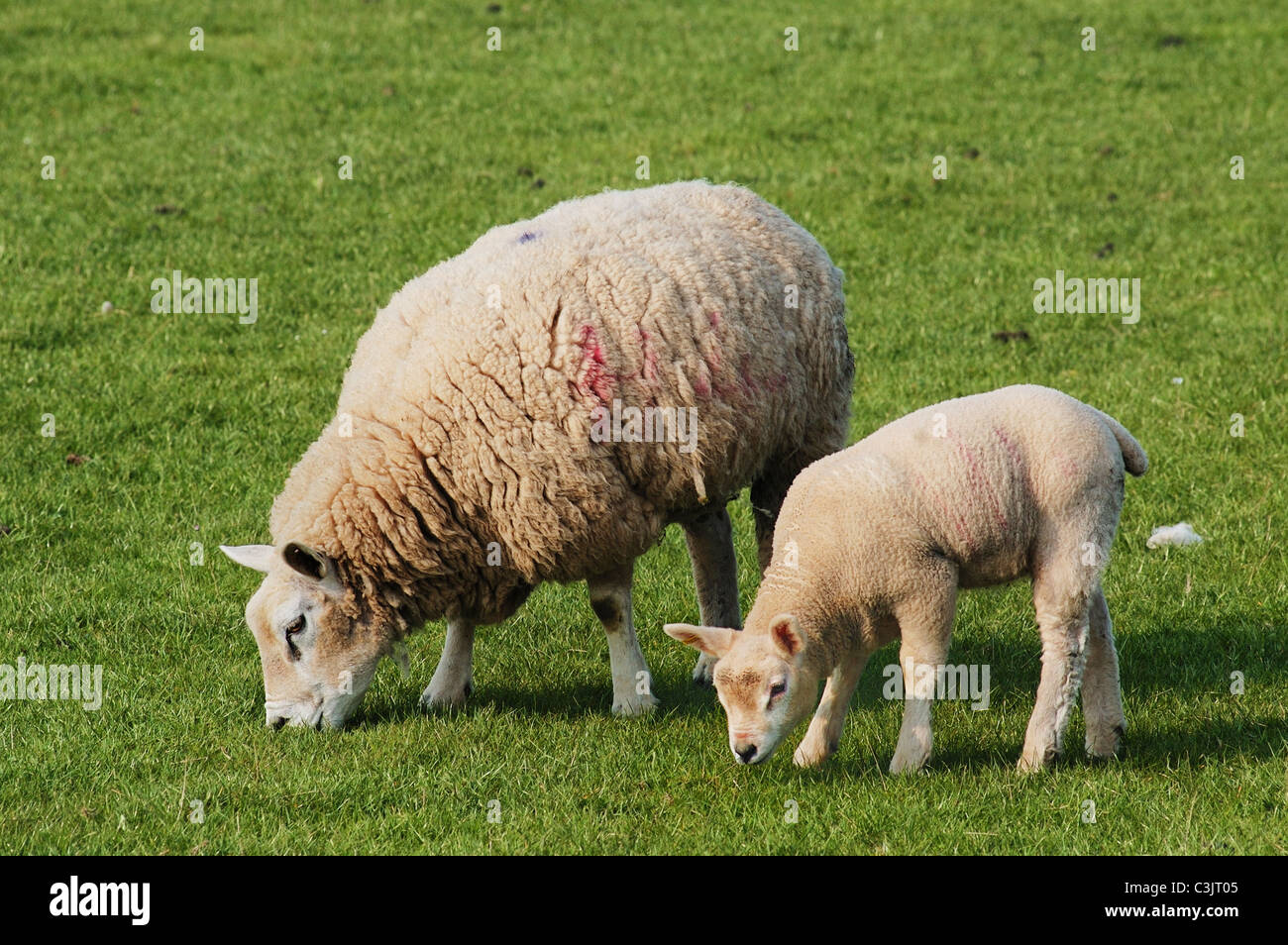 Lamb with mother in a field Stock Photo - Alamy