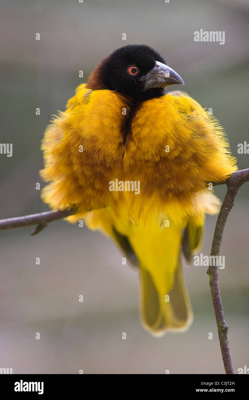 Textorweber, Maennchen, Ploceus cucullatus, Spotted-backed Weaver, male Stock Photo