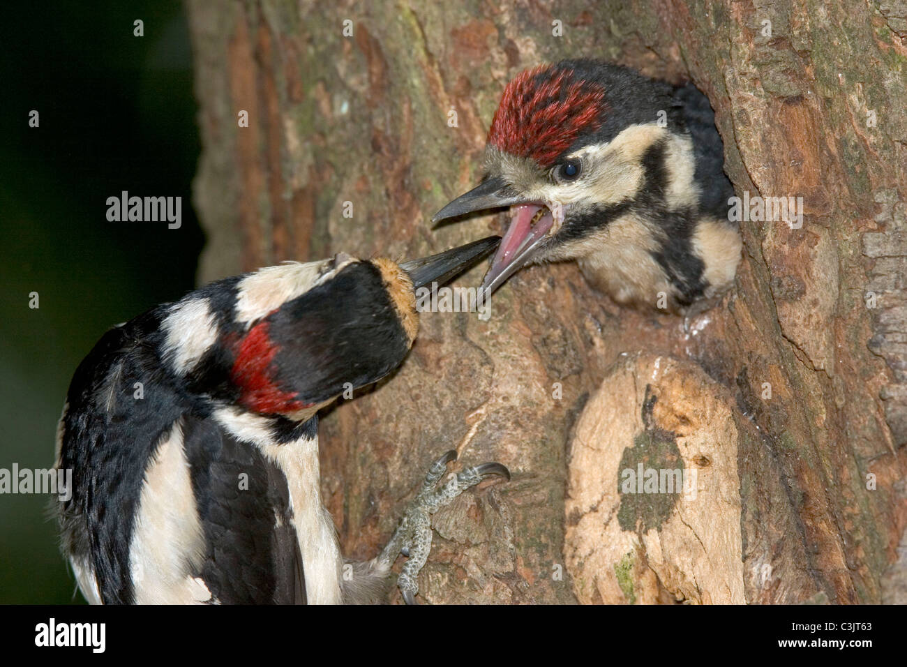 Buntspecht, Maennchen fuettert Jungvogel, Dendrocopos major, Great spotted woodpecker, male, feeding, young Stock Photo