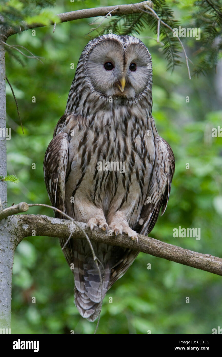 Ural owl [Strix uralensis], bavarian forest, south germany Stock Photo