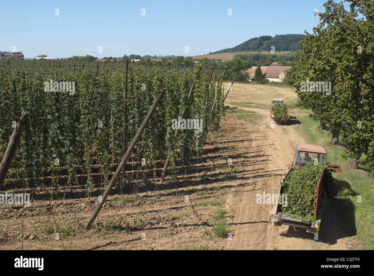 Hop Growing Region High Resolution Stock Photography and Images Alamy