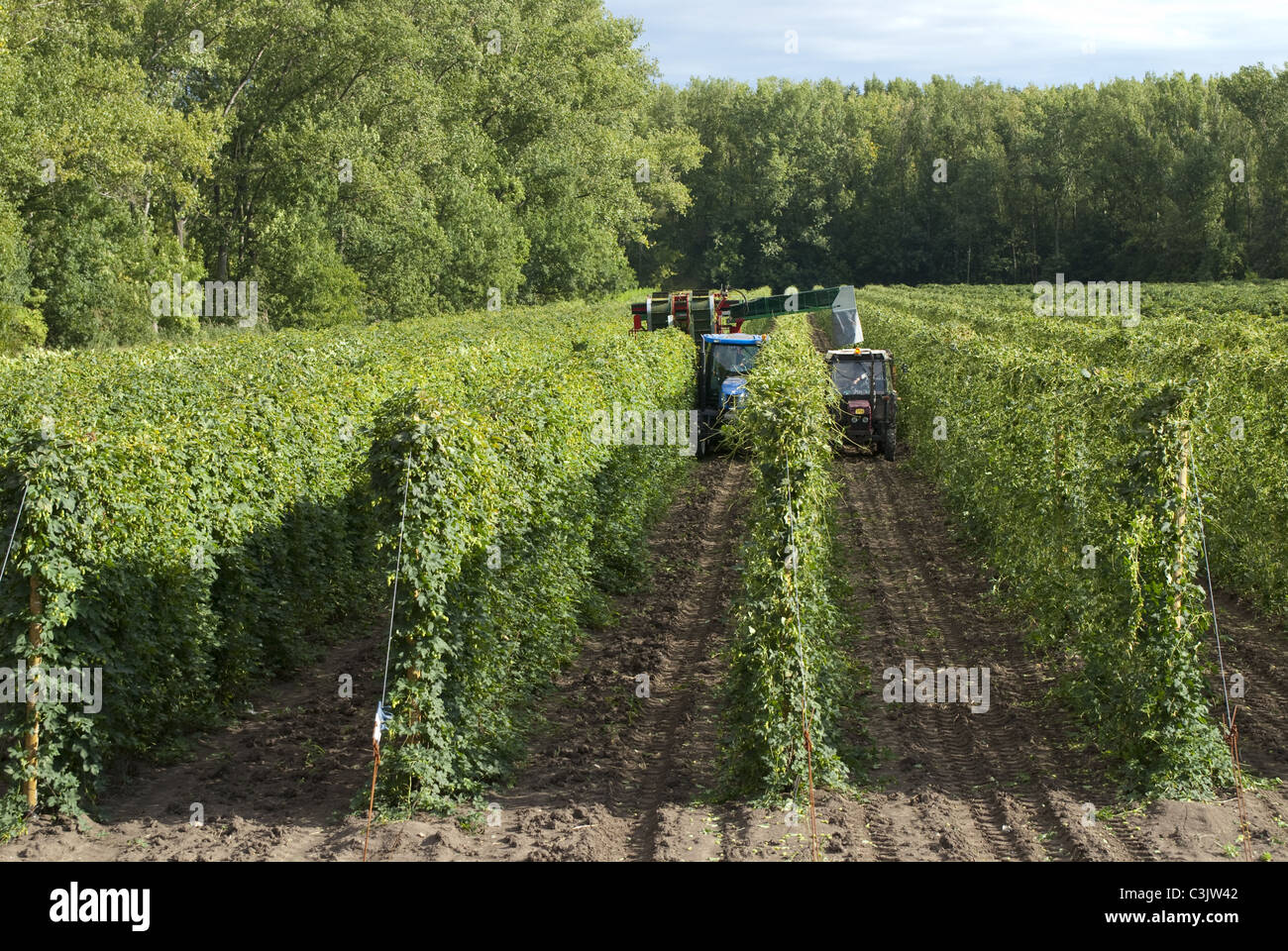 Hop picking machine hires stock photography and images Alamy