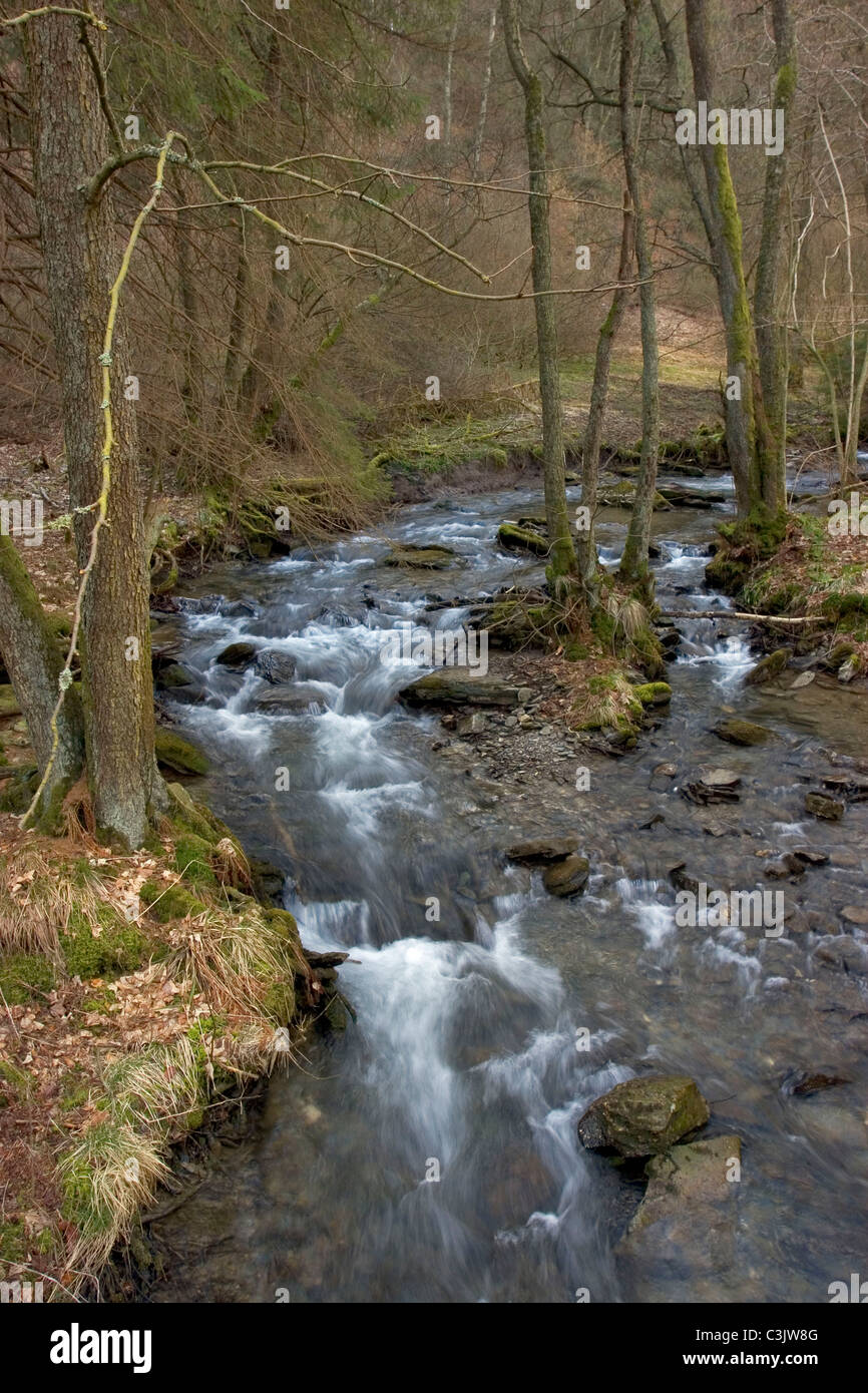 Nationalpark Eifel, National park, Wuestebach bei Leykaul, Nordrhein-Westfalen, North rhine-westphalian, Deutschland, Germany Stock Photo