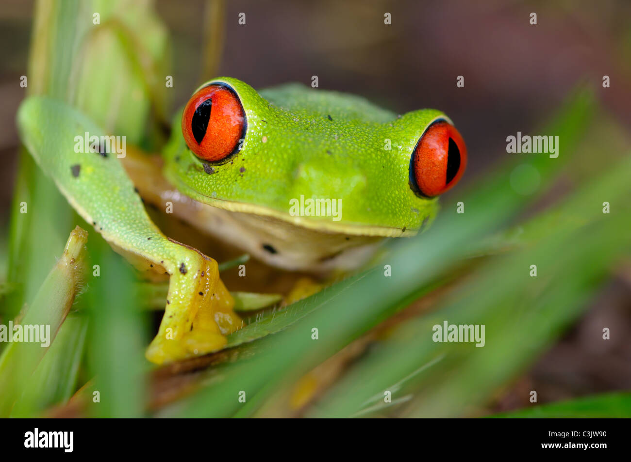 A misfit leaf frog (Agalychnia salator) peers inquisitively at the viewer. Stock Photo