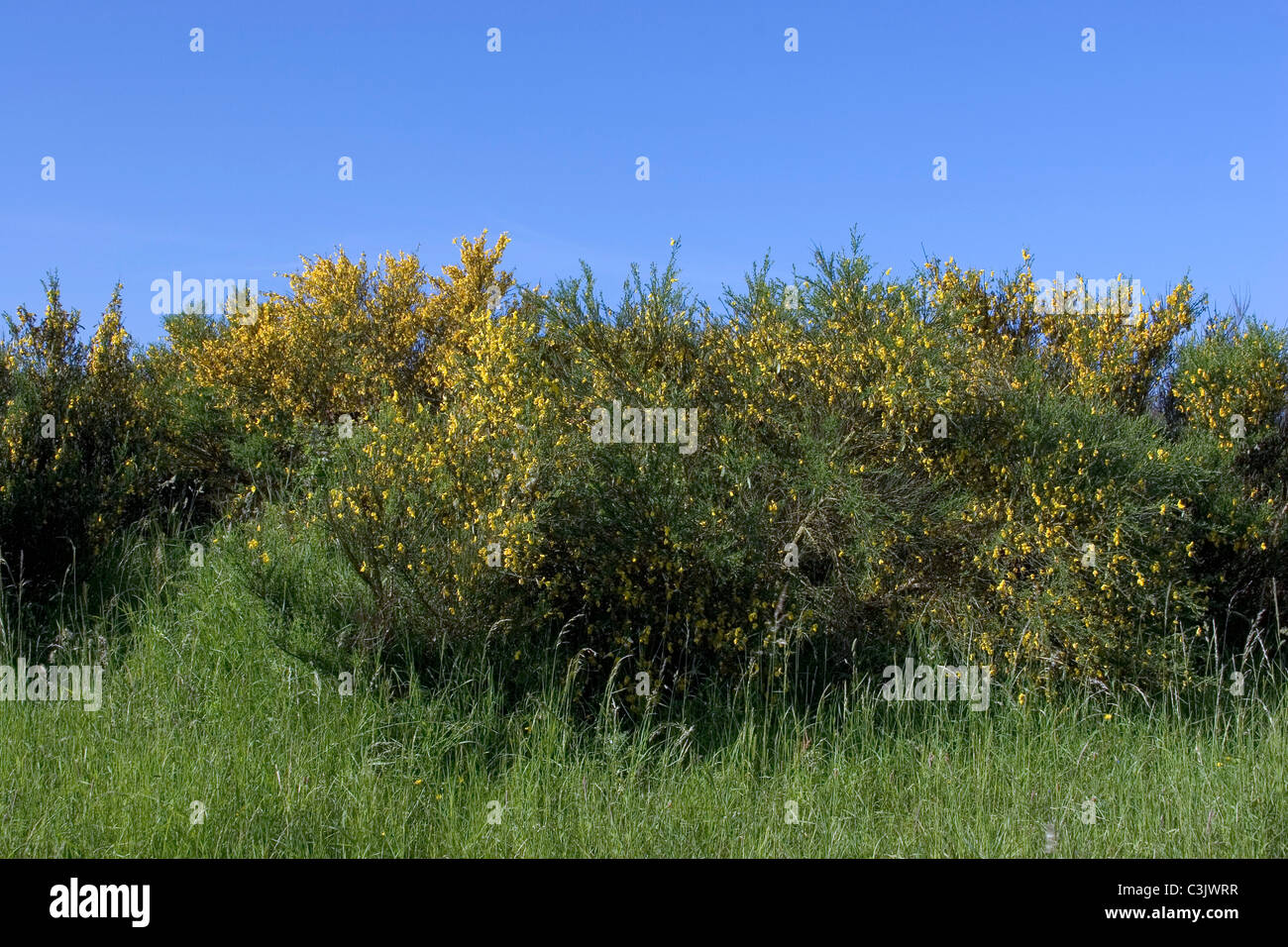 broom cytisus cytisus scoparius fabaceae Stock Photo