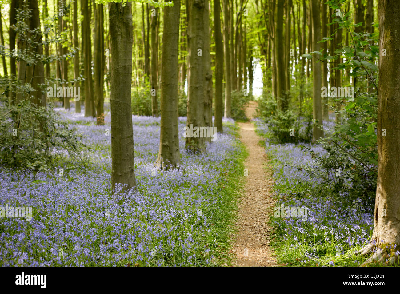 Springtime Bluebells in the woods showing the changing season in a dreamlike evening light. Stock Photo
