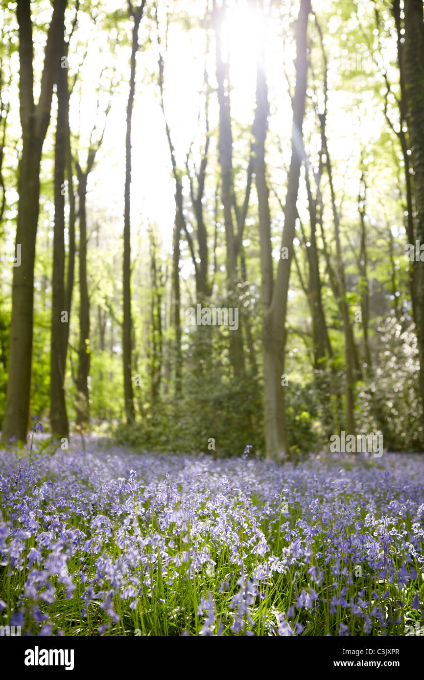 Springtime Bluebells in the woods showing the changing season in a dreamlike evening light. Stock Photo
