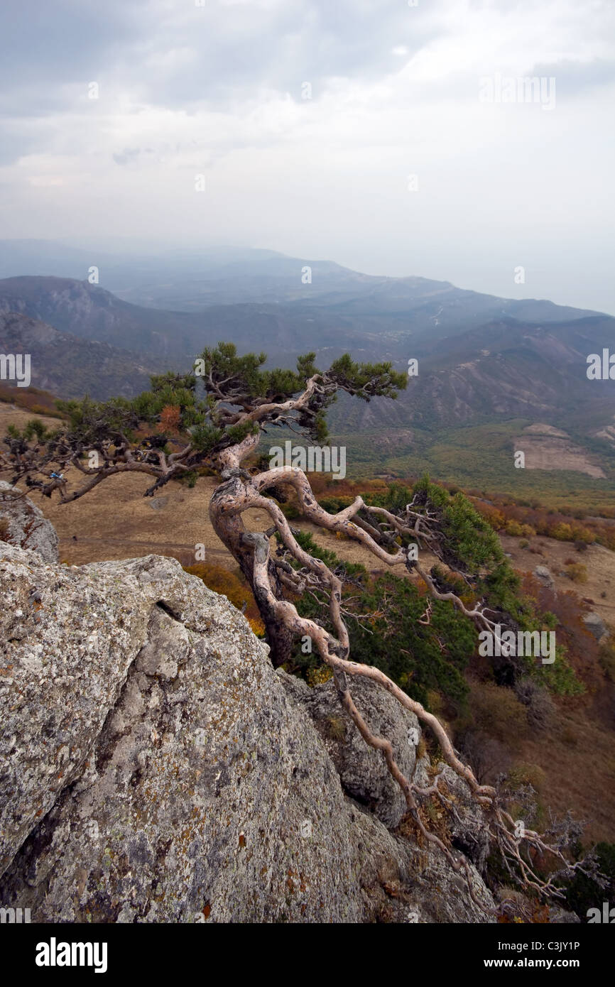 Pine tree at the mountain rocky slope against valley, mountains, grey clouds and sea coast. Crimea mountains. Ukraine. Stock Photo
