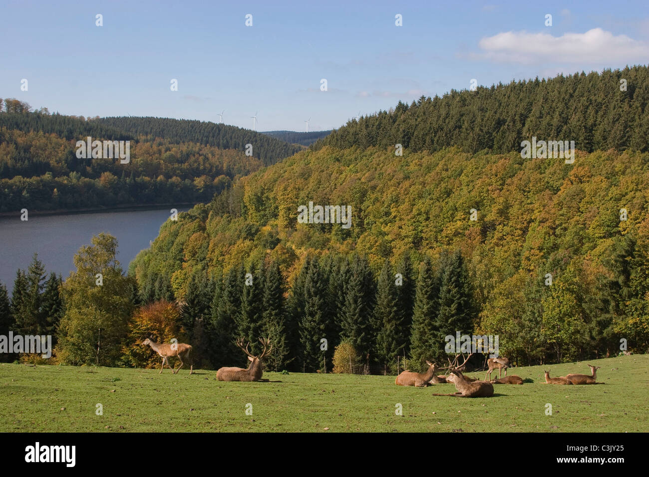 Blick auf die Oleftalsperre mit Rotwild im Vordergrund, Cervus elaphus, Red Deer, Olef dam, Deutschland, Germany Stock Photo