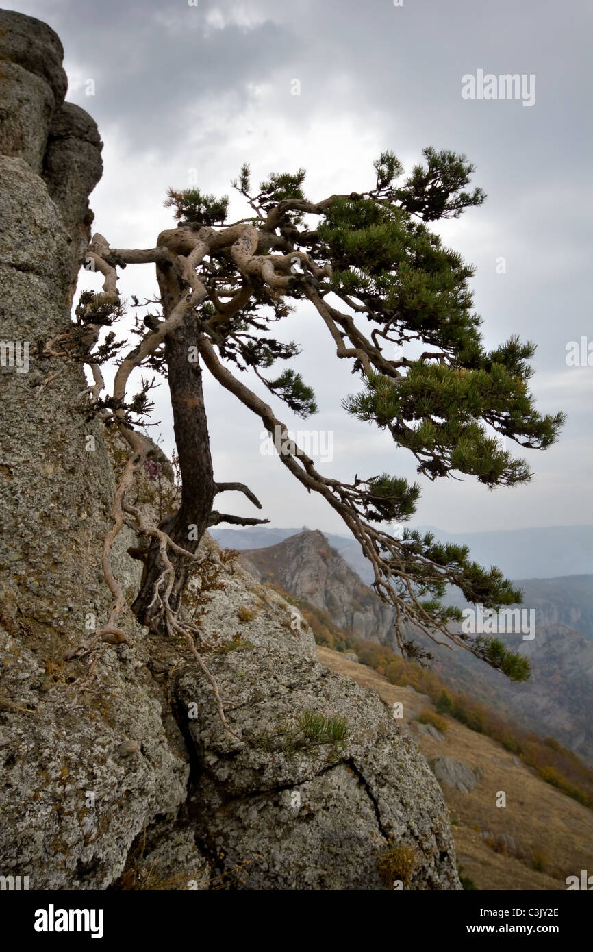 Pine tree at the mountain rocky slope against mountains and grey sky. Crimea mountains. Ukraine. Stock Photo