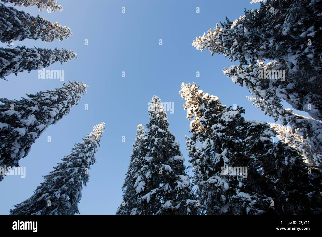 View of snow covered spruce ( Picea Abies ) treetops in the taiga ...