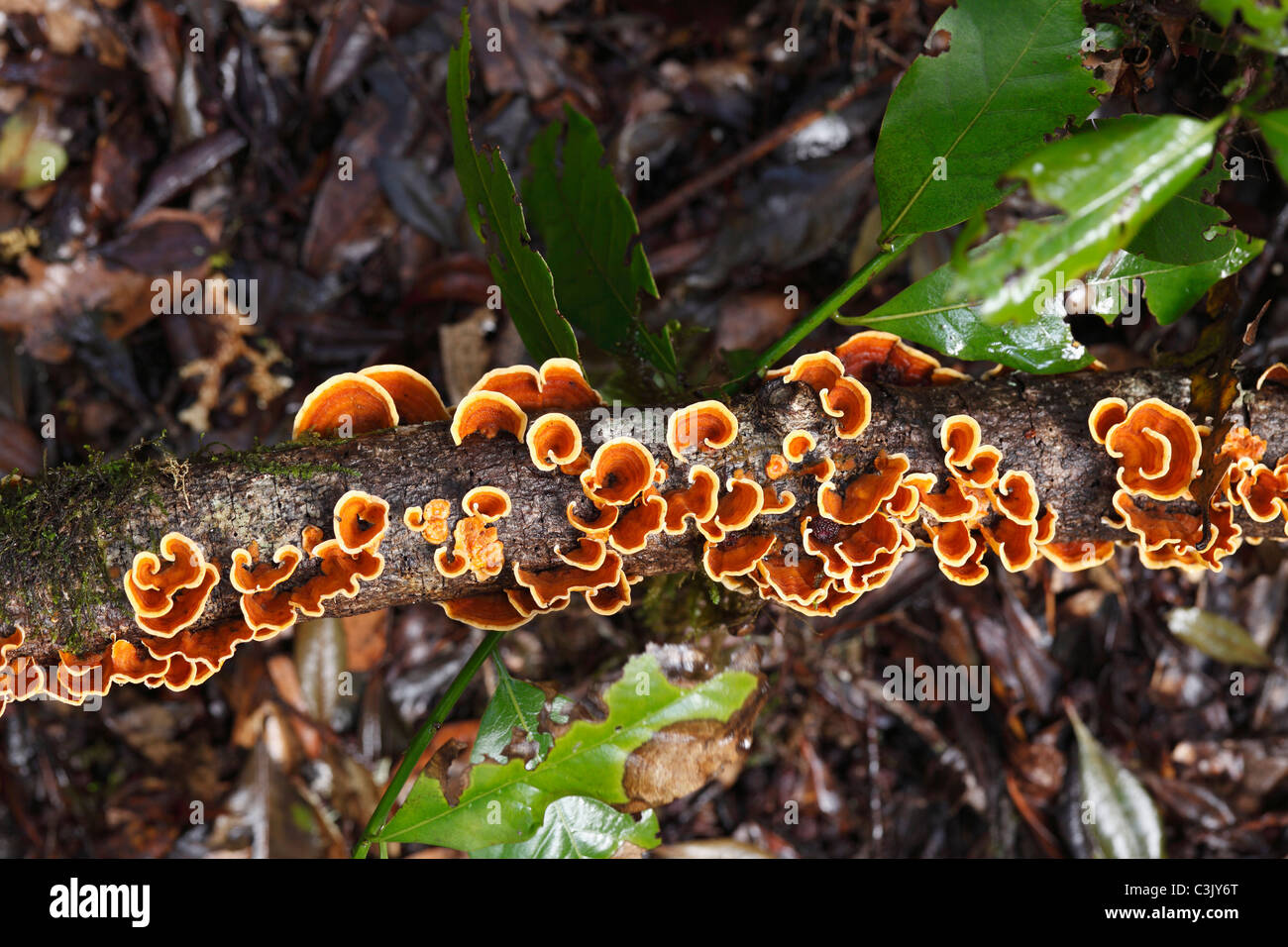 Spain, Canary Islands, La Gomera, Mushrooms on branch at garajonay national park Stock Photo