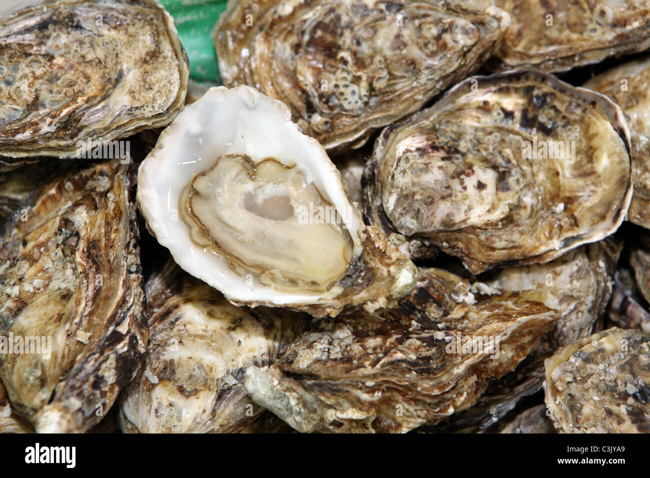 Unopened oyster hires stock photography and images Alamy