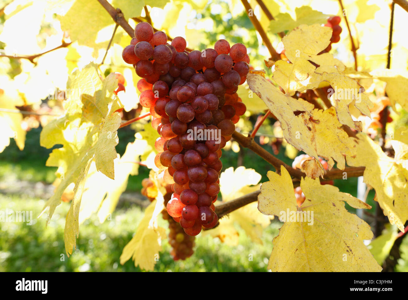 Austria, Lower Austria, Muskateller vinegrapes, close-up Stock Photo
